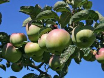 Winterapfel &#8218;Ontario&#8216;, Stamm 40-60 cm, 120-160 cm, Malus &#8218;Ontario&#8216;, Containerware