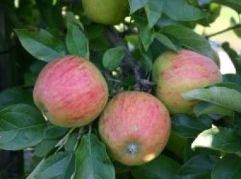 Winterapfel &#8218;Pilot&#8216; ®, Stamm 40-60 cm, 120-160 cm, Malus &#8218;Pilot&#8216; ®, Containerware