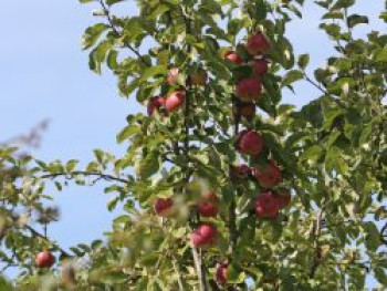 Winterapfel &#8218;Pingo&#8216; ®, Stamm 40-60 cm, 120-140 cm, Malus &#8218;Pingo&#8216; ®, Containerware