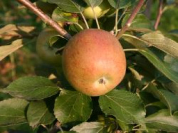 Winterapfel &#8218;Pommerscher Krummstiel&#8216;, Stamm 40-60 cm, 120-160 cm, Malus &#8218;Pommerscher Krummstiel&#8216;, Containerware