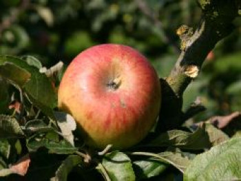 Winterapfel &#8218;Prinzessin Irene&#8216;, Stamm 40-60 cm, 120-160 cm, Malus &#8218;Prinzessin Irene&#8216;, Wurzelware