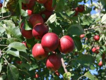 Winterapfel &#8218;Purpurroter Cousinot&#8216; / &#8218;Blutapfel&#8216;, Stamm 40-60 cm, 120-140 cm, Malus &#8218;Purpurroter Cousinot&#8216; / &#8218;Blutapfel&#8216;, Containerware