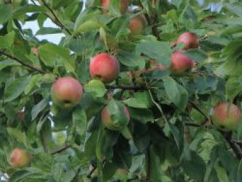 Winterapfel 'Rea Juice', Stamm 40-60 cm, 120-160 cm, Malus domestica 'Rea Juice', Containerware