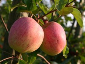 Winterapfel  'Reanda' ®, Stamm 40-60 cm, 120-140 cm, Malus 'Reanda' ®, Wurzelware