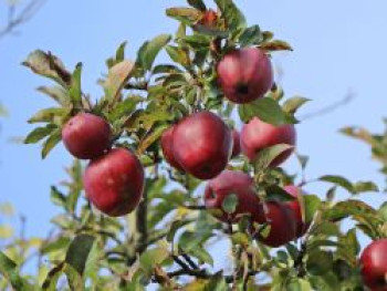 Winterapfel &#8218;Red Delicious&#8216; / &#8218;Roter Delicious&#8216;, Stamm 40-60 cm, 120-160 cm, Malus &#8218;Red Delicious&#8216; / &#8218;Roter Delicious&#8216;, Wurzelware