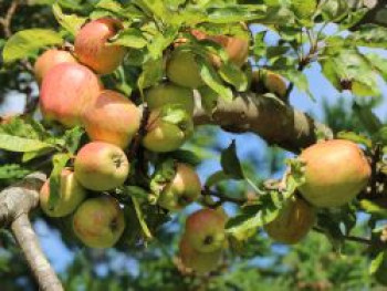 Winterapfel 'Rekarda', Stamm 40-60 cm, 120-160 cm, Malus domestica 'Rekarda', Containerware