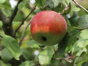 Winterapfel &#8218;Renora&#8216; ®, Stamm 40-60 cm, 120-140 cm, Malus &#8218;Renora&#8216; ®, Wurzelware