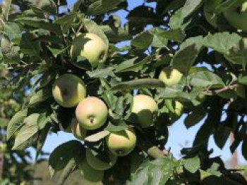 Winterapfel &#8218;Rheinischer Bohnapfel&#8216;, Stamm 40-60 cm, 120-160 cm, Malus &#8218;Rheinischer Bohnapfel&#8216;, Containerware