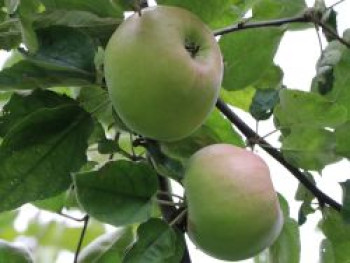 Winterapfel &#8218;Rheinischer Winterrambur&#8216;, Stamm 40-60 cm, 120-140 cm, Malus &#8218;Rheinischer Winterrambur&#8216;, Containerware