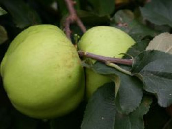 Winterapfel &#8218;Riesenboiken&#8216;, Stamm 40-60 cm, 120-160 cm, Malus &#8218;Riesenboiken&#8216;, Containerware