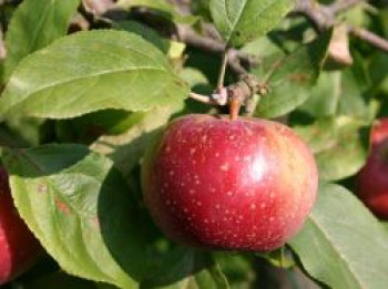 Winterapfel &#8218;Rote Sternrenette&#8216;, Stamm 40-60 cm, 120-160 cm, Malus &#8218;Rote Sternrenette&#8216;, Containerware