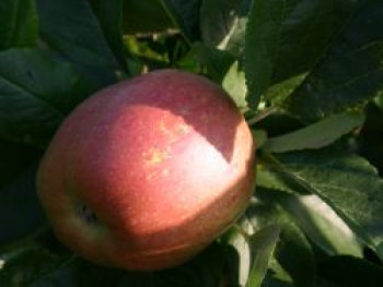 Winterapfel &#8218;Roter Bellefleur&#8216;, &#8218;Eisenacher&#8216;, Stamm 40-60 cm, 120-160 cm, Malus &#8218;Roter Bellefleur&#8216;, &#8218;Eisenacher&#8216;, Containerware