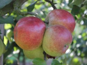 Winterapfel &#8218;Roter Berlepsch&#8216;, Stamm 40-60 cm, 120-160 cm, Malus &#8218;Roter Berlepsch&#8216;, Containerware