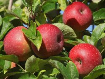 Winterapfel &#8218;Roter Boskoop&#8216;, Stamm 40-60 cm, 120-160 cm, Malus &#8218;Roter Boskoop&#8216;, Containerware