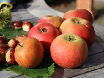 Winterapfel &#8218;Schöner von Nordhausen&#8216; / &#8218;Hindenburgapfel&#8216;, Stamm 40-60 cm, 120-160 cm, Malus &#8218;Schöner von Nordhausen&#8216; / &#8218;Hindenburgapfel&#8216;, Containerware