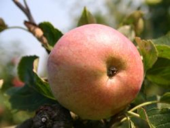 Winterapfel &#8218;Schweizer Orangenapfel&#8216;, Stamm 40-60 cm, 120-140 cm, Malus &#8218;Schweizer Orangenapfel&#8216;, Containerware