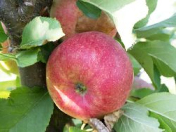 Winterapfel &#8218;Shampion&#8216;, Stamm 40-60 cm, 120-160 cm, Malus &#8218;Shampion&#8216;, Containerware