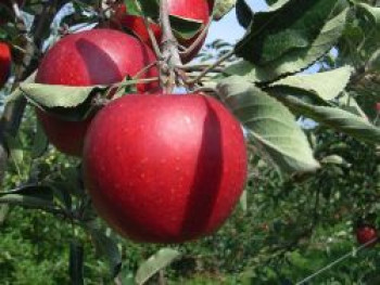 Winterapfel &#8218;Spartan&#8216;, Stamm 40-60 cm, 120-160 cm, Malus &#8218;Spartan&#8216;, Containerware