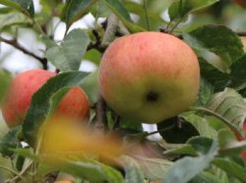 Winterapfel &#8218;Stina Lohmann&#8216;, Stamm 40-60 cm, 120-160 cm, Malus &#8218;Stina Lohmann&#8216;, Containerware