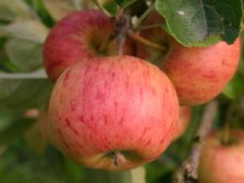 Winterapfel &#8218;Topaz&#8216;, Stamm 40-60 cm, 120-140 cm, Malus &#8218;Topaz&#8216;, Containerware