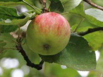 Winterapfel &#8218;Undine&#8216;, Stamm 40-60 cm, 120-160 cm, Malus &#8218;Undine&#8216;, Wurzelware