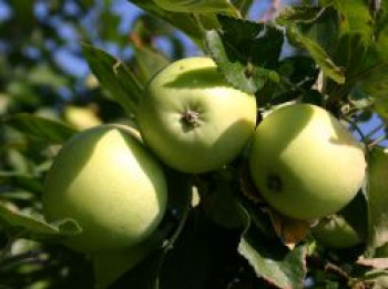 Winterapfel 'Weißer Rosmarinapfel', Stamm 40-60 cm, 120-160 cm, Malus 'Weißer Rosmarinapfel', Wurzelware