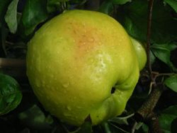 Winterapfel &#8218;Zuccalmagliorenette&#8216;, Stamm 40-60 cm, 120-160 cm, Malus &#8218;Zuccalmagliorenette&#8216;, Containerware