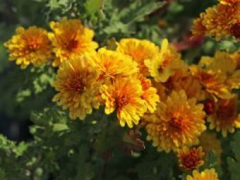 Winteraster &#8218;Bienchen&#8216;, Chrysanthemum x hortorum &#8218;Bienchen&#8216;, Topfware