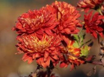 Winteraster &#8218;Brennpunkt&#8216;, Chrysanthemum x hortorum &#8218;Brennpunkt&#8216;, Topfware