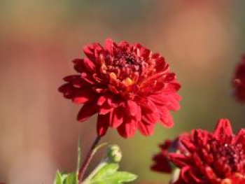 Winteraster &#8218;Brockenfeuer&#8216;, Chrysanthemum x hortorum &#8218;Brockenfeuer&#8216;, Topfware