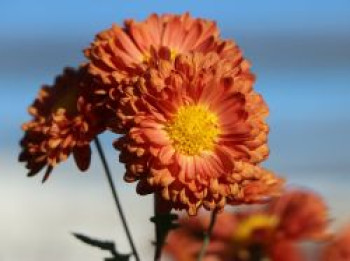 Winteraster &#8218;Bronzekrone&#8216;, Chrysanthemum x hortorum &#8218;Bronzekrone&#8216;, Topfware