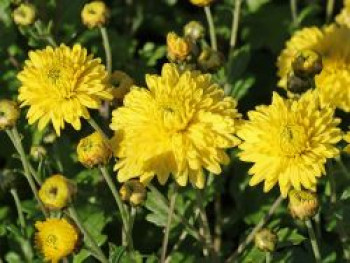 Winteraster &#8218;Citronella&#8216;, Chrysanthemum x hortorum &#8218;Citronella&#8216;, Topfware