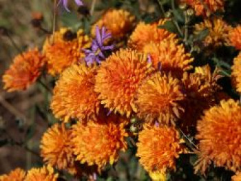 Winteraster &#8218;Dixter Orange&#8216;, Chrysanthemum x hortorum &#8218;Dixter Orange&#8216;, Topfware