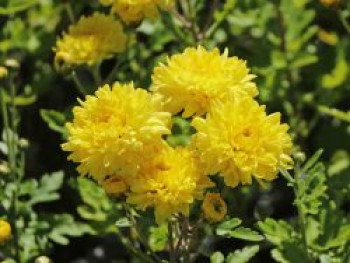 Winteraster 'Friederike', Chrysanthemum x hortorum 'Friederike', Topfware