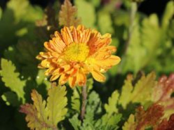 Winteraster &#8218;Goldmarianne&#8216;, Chrysanthemum x hortorum &#8218;Goldmarianne&#8216;, Topfware