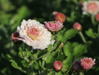 Winteraster &#8218;Julia&#8216;, Chrysanthemum x hortorum &#8218;Julia&#8216;, Topfware