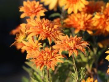 Winteraster &#8218;Mandarine&#8216;, Chrysanthemum x hortorum &#8218;Mandarine&#8216;, Topfware