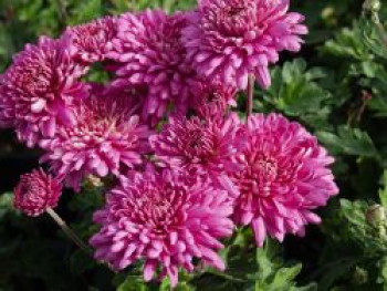 Winteraster &#8218;Manito&#8216;, Chrysanthemum x hortorum &#8218;Manito&#8216;, Topfware