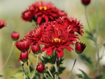 Winteraster &#8218;Oktoberpracht&#8216;, Chrysanthemum x hortorum &#8218;Oktoberpracht&#8216;, Topfware