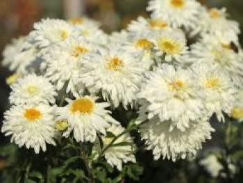 Winteraster &#8218;Schneewolke&#8216;, Chrysanthemum x hortorum &#8218;Schneewolke&#8216;, Topfware