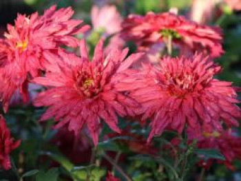 Winteraster &#8218;Vesuv&#8216;, Chrysanthemum x hortorum &#8218;Vesuv&#8216;, Topfware