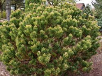 Wintergelbe Bergkiefer 'Dezember Gold', 30-40 cm, Pinus mugo 'Dezember Gold', Containerware