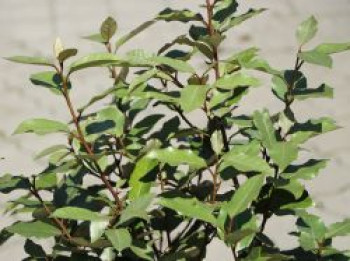 Wintergrüne Ölweide 'Compacta', 100-150 cm, Elaeagnus x ebbingei 'Compacta', Containerware