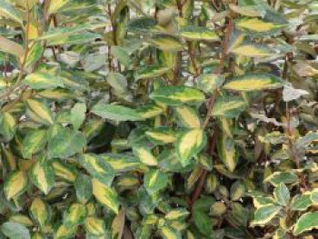 Wintergrüne Ölweide &#8218;Limelight&#8216;, 60-80 cm, Elaeagnus ebbingei &#8218;Limelight&#8216;, Containerware