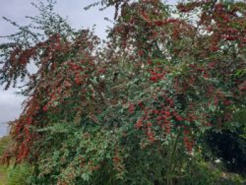 Wintergrüne Strauchmispel &#8218;Cornubia&#8216;, 100-125 cm, Cotoneaster watereri &#8218;Cornubia&#8216;, Containerware