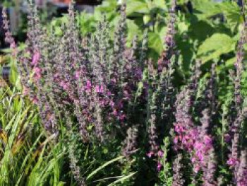 Wintergrüner Gamander, Teucrium x lucidrys, Topfware