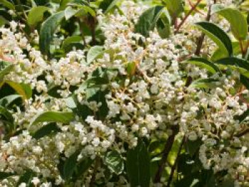 Wintergrüner Schneeball &#8218;Winton&#8216;, 40-60 cm, Viburnum hillieri &#8218;Winton&#8216;, Containerware