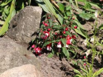 Winterharte Fuchsie &#8218;Madame Cornelissen&#8216;, Fuchsia Hybride &#8218;Madame Cornelissen&#8216;, Containerware