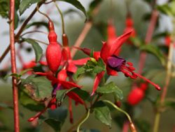 Scharlach-Fuchsie / Winterharte Fuchsie &#8218;Riccartonii&#8216;, Fuchsia magellanica &#8218;Riccartonii&#8216;, Containerware