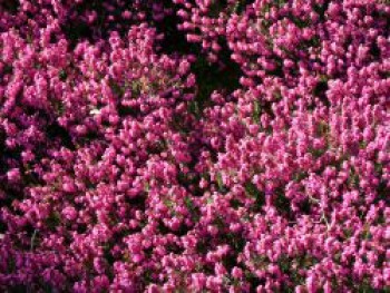 Winterblühende Heide &#8218;Kramer&#8217;s Rote&#8216;, 10-20 cm, Erica x darleyensis &#8218;Kramer&#8217;s Rote&#8216;, Topfware